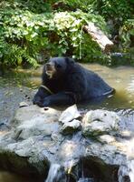 urso preto no zoológico foto