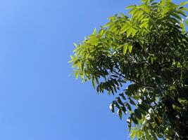 fresco verde neem plano árvore dentro natureza jardim , azadirachta indica foto