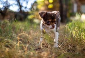 minúsculo chihuahua cachorro no meio a alta Relva foto