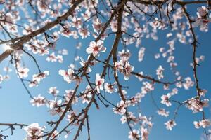 fresco amêndoa flores em uma fundo do azul céu foto