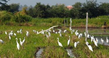 branco pássaro garça dentro arroz agricultura e água reflexão foto