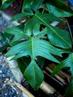 filodendro florida beleza verde Leafe perfeito Leafe forma e ótimo natureza Projeto foto