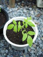 bebê plantas semeadura dentro pequeno Panela para crescendo e conjunto dentro plantação foto