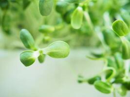 girassol brotar verde plantas pronto para cozinhar Alto Vitamina e Boa saudável Comida foto