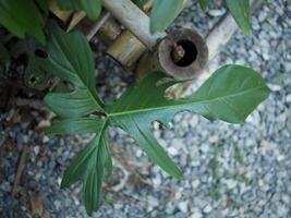 filodendro florida beleza verde Leafe perfeito Leafe forma e ótimo natureza Projeto foto