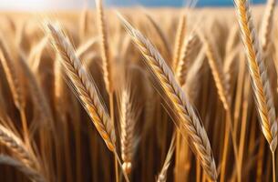 ai gerado vaisakhi, sikh Novo ano, shavuot judaico, ramalhete do trigo, centeio e cereais, orelhas do trigo, trigo campo, ensolarado dia foto