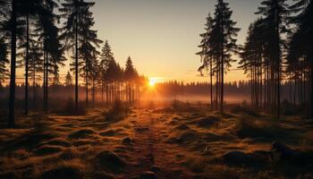 ai gerado tranquilo pôr do sol, natureza beleza dentro uma floresta do pinho árvores gerado de ai foto