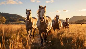 ai gerado cavalos pastar dentro Prado, pôr do sol tintas tranquilo rural panorama gerado de ai foto