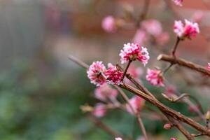 uma Rosa inverno bola rápida flor floresce dentro Primavera foto