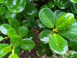 ficus anulada, fundo do banyan árvore folhas molhado a partir de chuva foto