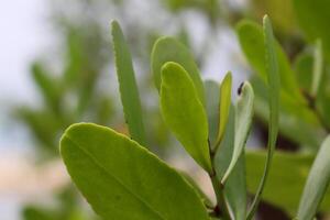 fechar-se foto do plantas