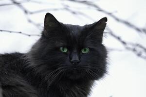 aleatória gato foto, verde olhos foto