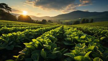 ai gerado agricultura crescimento dentro natureza orgânico Prado, colheita saudável legumes gerado de ai foto