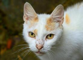 aleatória gato foto, amarelo olhos foto