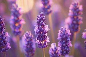 ai gerado fechar-se do lavanda dentro suave luz foto