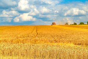 dourado trigo campo e ensolarado dia. agricultura. colheita foto