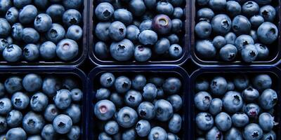 ai gerado a sobrecarga Visão do mirtilo containers, maduro fruta caixas. vegano Comida. orgânico antioxidante. generativo ai foto