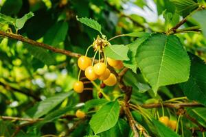 bagas do amarelo cereja em uma ramo. bagas do amarelo cereja em uma ramo foto