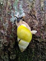 imagem do uma Caracol com uma amarelo Concha escalada uma árvore foto