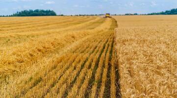 verão agrícola paisagens. colheita cereal. dourado maduro campo do trigo. foto