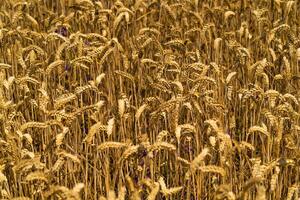 agrícola trigo campo. maduro trigo grãos estão pronto para colheita. fechar-se foto