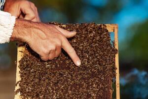 mãos do homem mostra uma de madeira quadro, Armação com favos de mel em a fundo do verde Relva dentro a jardim foto