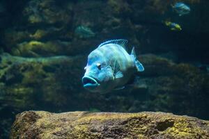 uma ampla peixe natação acima uma rochoso solo oceânico dentro Claro azul água. foto