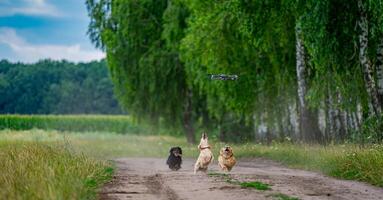 adorável panorama com atraente cachorrinhos. engraçado cachorros jogando ao redor natureza. foto