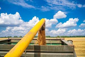 jantar colheitadeira o preenchimento trigo para a reboque. agrícola máquina trabalhando às a campo. foto