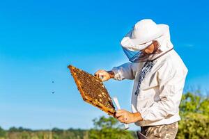 apicultor é trabalhando com abelhas e colmeias em a apiário. quadros do uma abelha colmeia foto