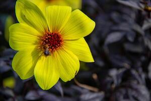 brilhante amarelo flor com vermelho Centro e abelha em Sombrio folhagem fundo. foto