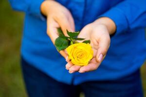 amarelo rosa dentro fêmea mãos. fechar acima mão aguarde amarelo rosa flor foto