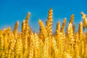 amarelo grão pronto para colheita crescendo dentro uma Fazenda campo com lindo azul céu. trigo orelhas dentro campo foto