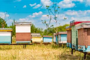 urticária dentro a apiário. vida do trabalhador abelhas. trabalhos abelhas dentro colmeia. apicultura. foto