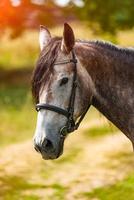 retrato do uma cinzento cavalo com juba em natural fundo. lindo cavalo retrato dentro verão dia. fechar-se foto