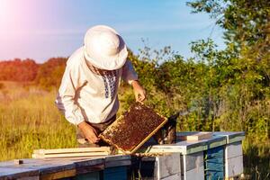 jovem apicultor trabalhando dentro a apiário. apicultura conceito. apicultor colheita querida foto