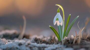 ai gerado fechar-se do branco floco de neve flores elas flor dentro a selvagem. Primavera foto