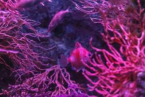 vibrante embaixo da agua cena com uma pequeno peixe entre Rosa coral galhos. foto