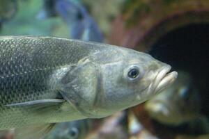 fechar-se do uma peixe natação dentro Claro água com uma borrado fundo. foto