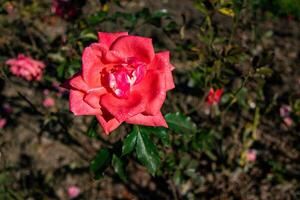 vibrante Rosa rosa dentro flor com verde folhas, conjunto contra uma Sombrio borrado fundo. foto