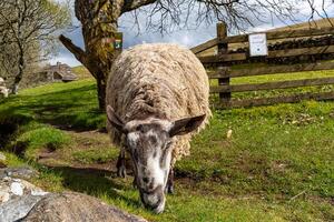 ovelha pastar dentro uma exuberante verde pasto com árvores e uma de madeira cerca dentro a fundo, exibindo rural Fazenda vida dentro yorkshire vales. foto