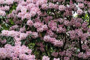 exuberante Rosa rododendro flores dentro cheio florescer, com verde folhas dentro uma jardim contexto. foto