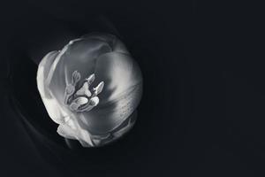 tulipa branca sobre um fundo preto. foto