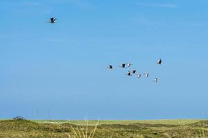 uma rebanho do cinzento ganso, anser responder, vôo sobre a dunas do a holandês ilha do texto. foto