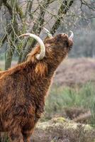 uma Sombrio Castanho escocês highlander vaca comendo uma árvore a prados do a bussemerheide. foto