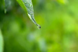 folha verde de uma árvore com uma gota de chuva pendurada. foto