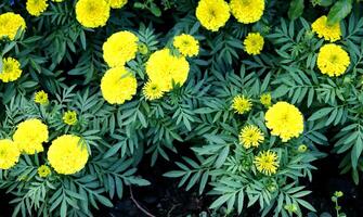 brilhante amarelo calêndula flores florescendo e Sombrio verde folhas em monte, topo visualizar. foto