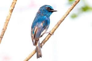 o índigo flycatcher ou eumyias índigo foto