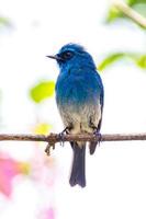 o índigo flycatcher ou eumyias índigo foto