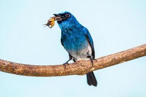 o índigo flycatcher ou eumyias índigo foto